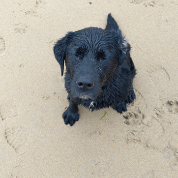A photo of a black dog on a sandy beach, looking up at the camera.