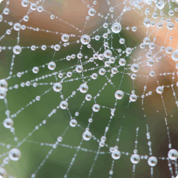 This image shows a spider web with water droplets.