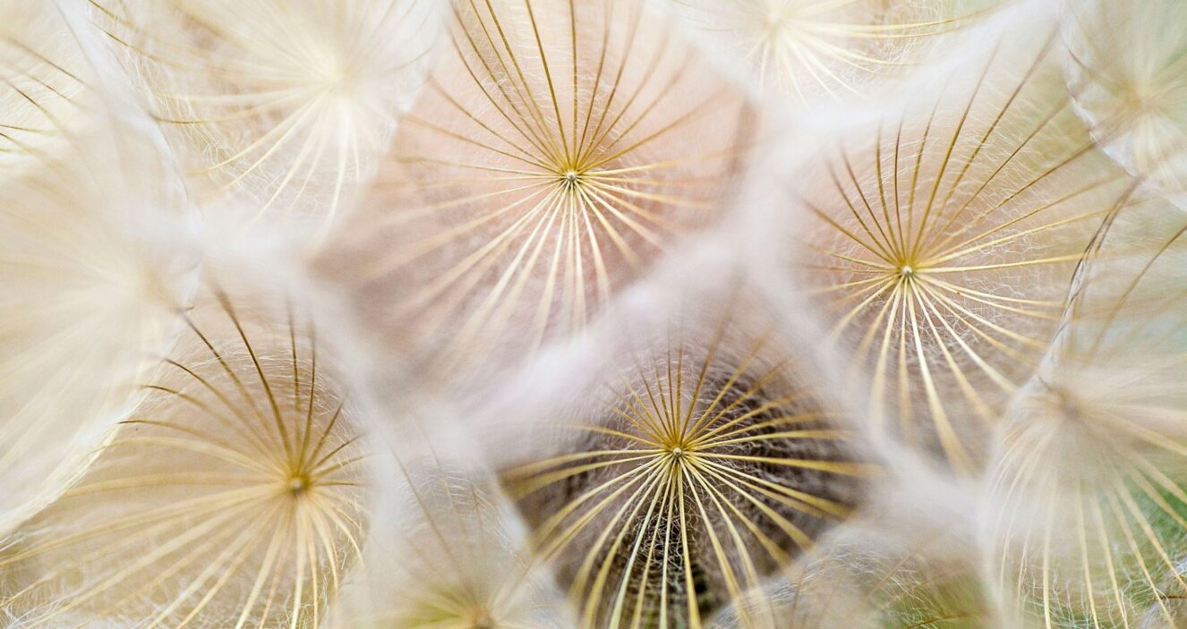 An image of dandelions.