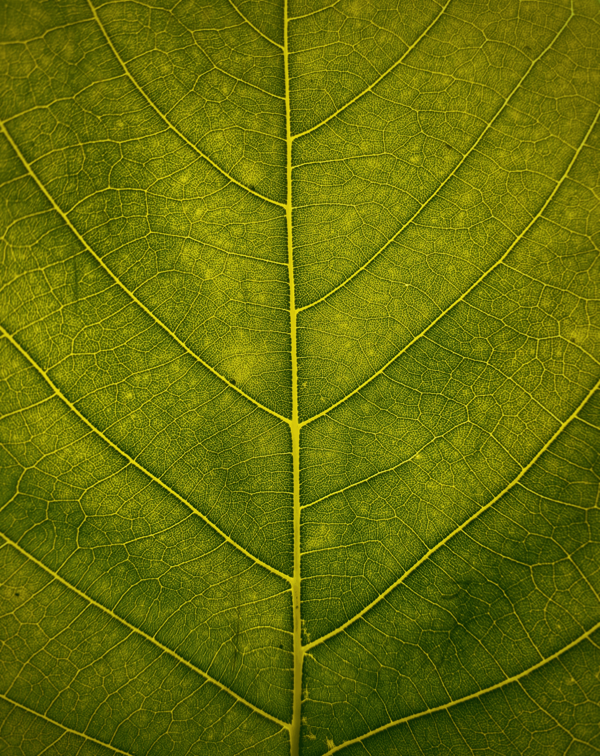 This image shows a leaf.