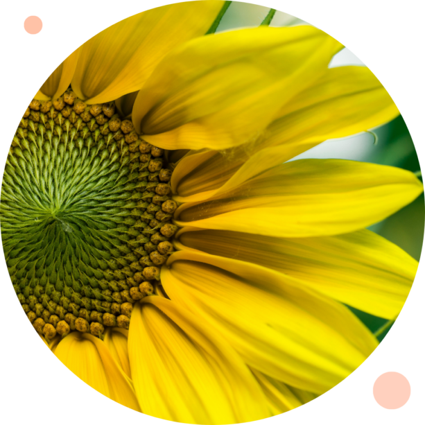 This image shows a flower.