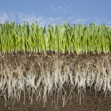 Image shows a cross section of grass from the roots to the leaves against a blue sky.
